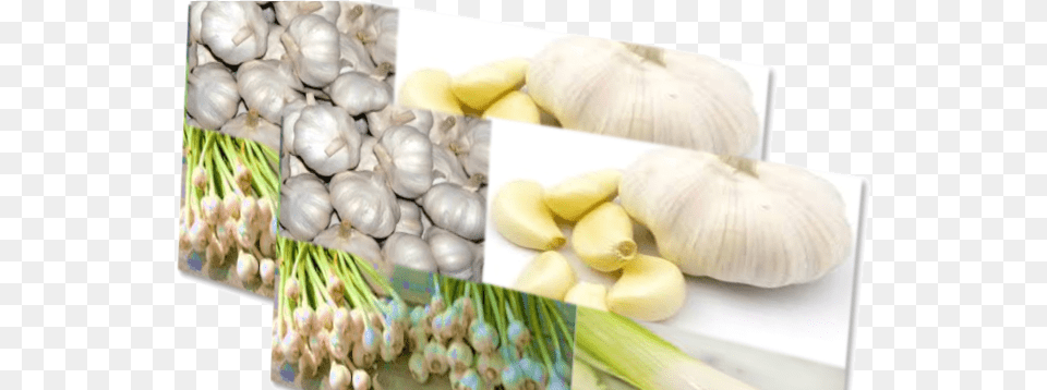 Treatment Of Diseases With Garlic Elephant Garlic, Food, Produce, Plant, Vegetable Free Png Download