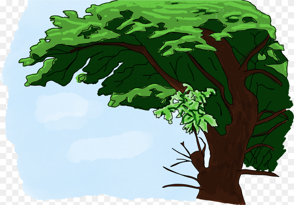 Tree 01 Tree, Green, Plant, Vegetation, Oak Png