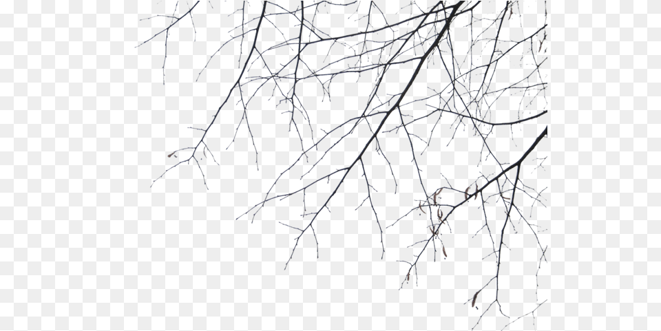 Tree 016 Branches, Frost, Ice, Nature, Outdoors Png Image