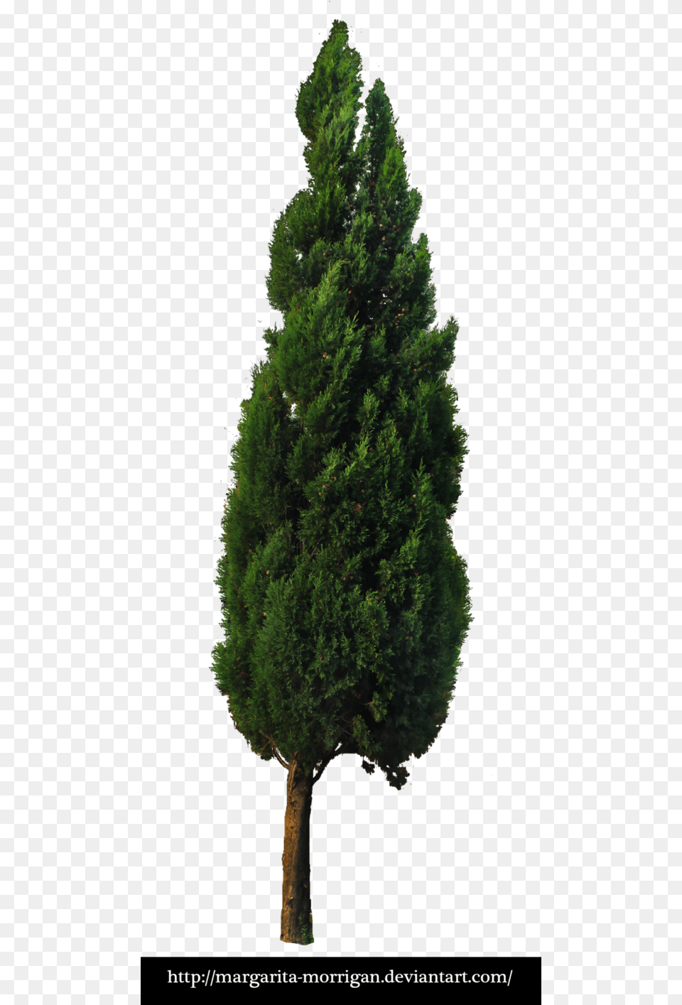 Tree 03 By Margarita Morrigan Mexican Pinyon, Conifer, Fir, Plant, Pine Png