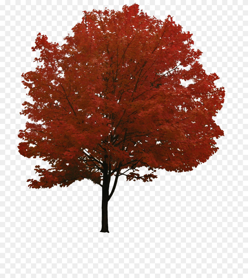 Tree, Leaf, Maple, Plant Png