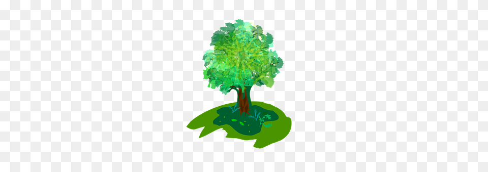 Tree Plant, Art, Green, Sycamore Png Image