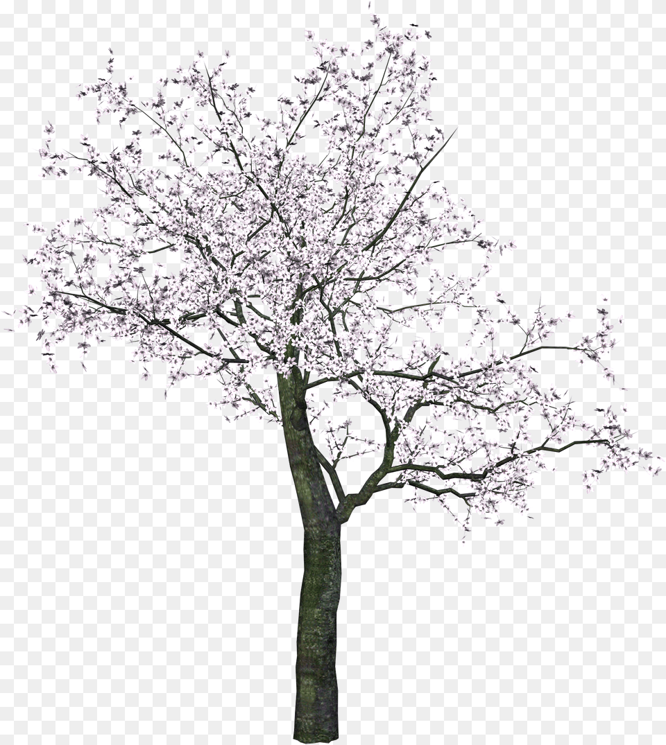 Tree, Flower, Plant, Cherry Blossom Png Image