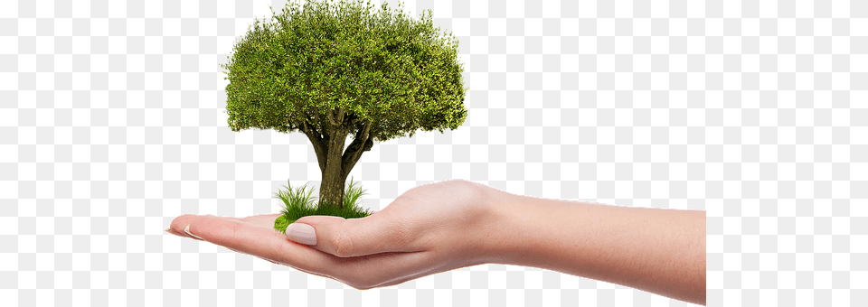 Tree Moss, Body Part, Potted Plant, Finger Png