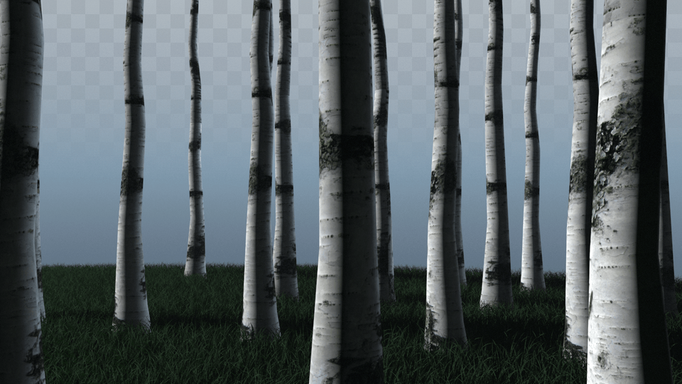 Tree, Plant, Tree Trunk, Birch Png Image