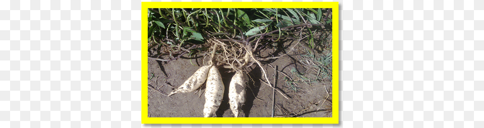 Tree, Soil, Food, Produce, Animal Png