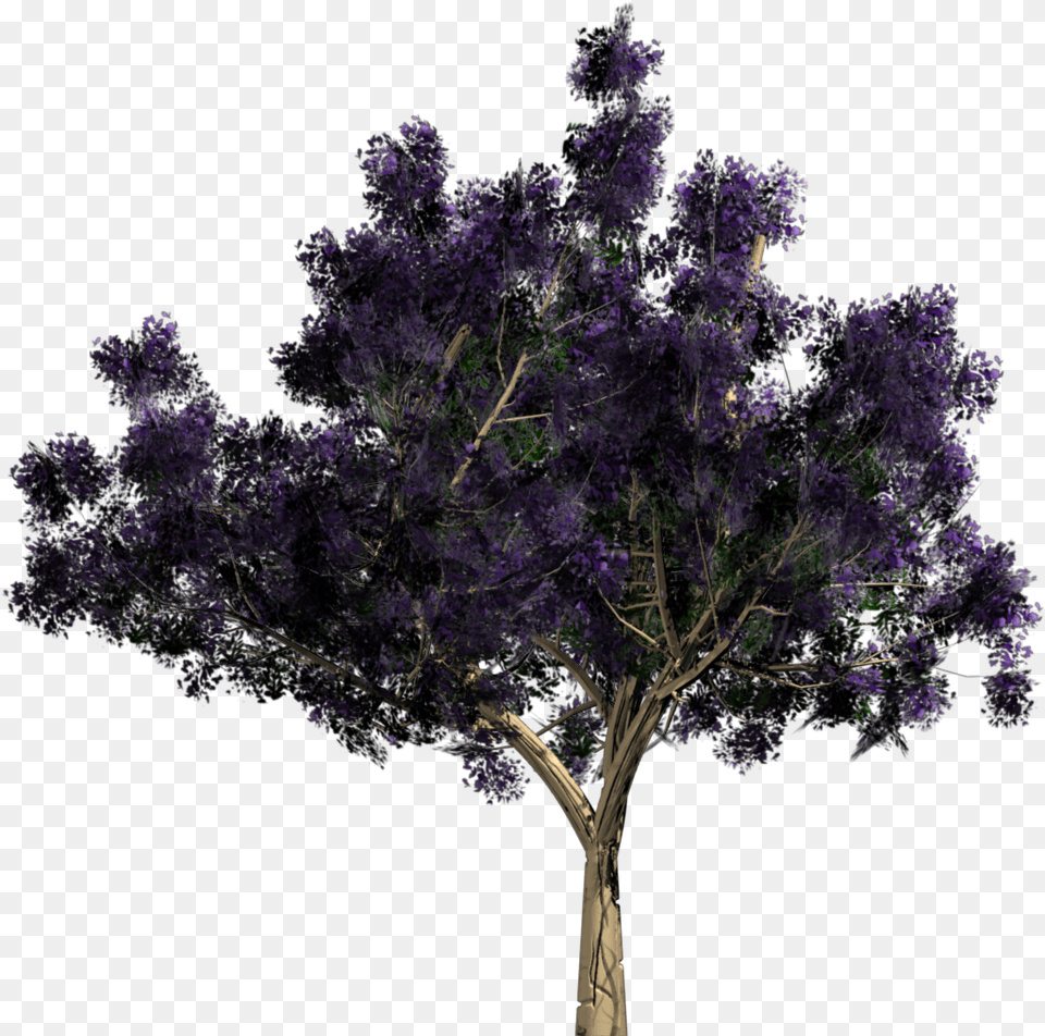 Tree, Flower, Plant Free Transparent Png