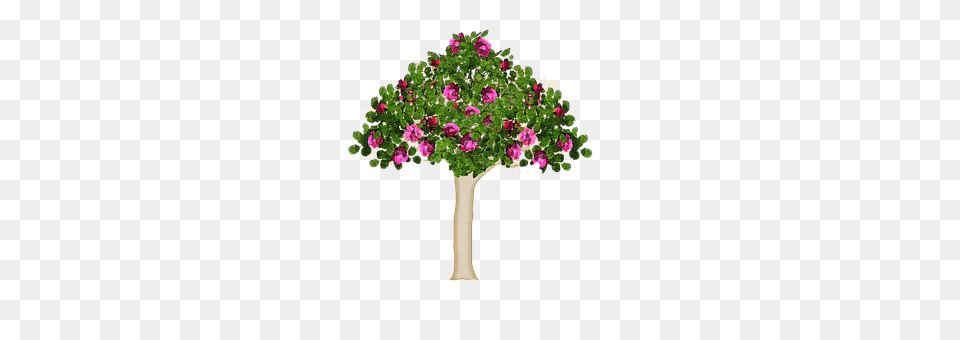 Tree Flower, Flower Arrangement, Flower Bouquet, Geranium Free Transparent Png
