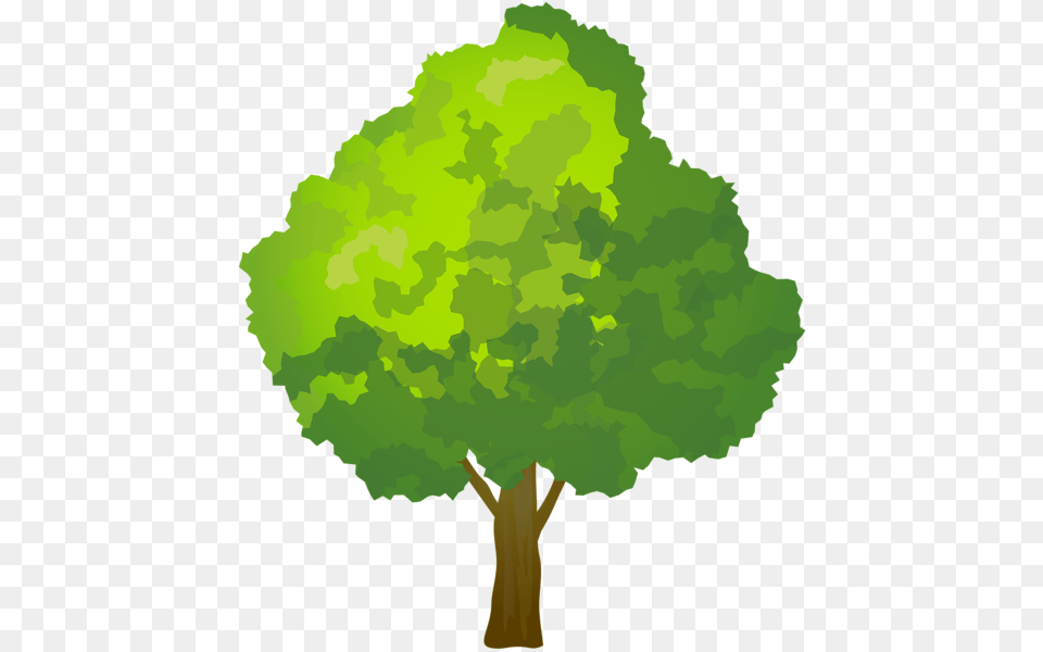 Tree, Plant, Vegetation, Person, Face Png