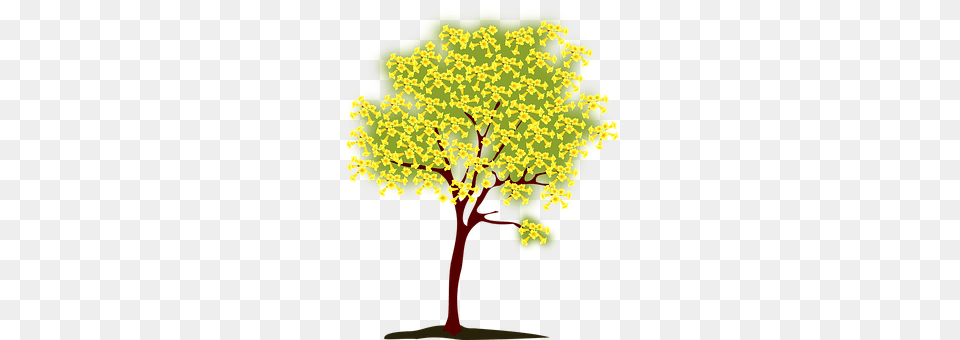 Tree Oak, Plant, Sycamore, Vegetation Free Png