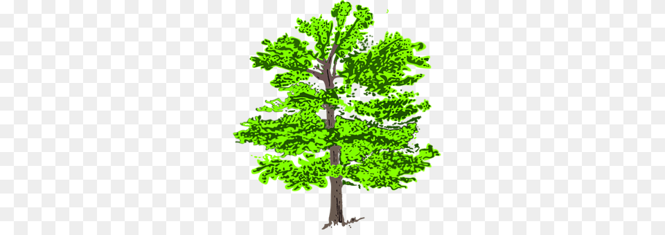 Tree Pine, Plant, Conifer, Vegetation Free Png Download