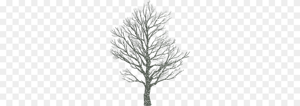 Tree Plant, Art, Drawing, Chandelier Png