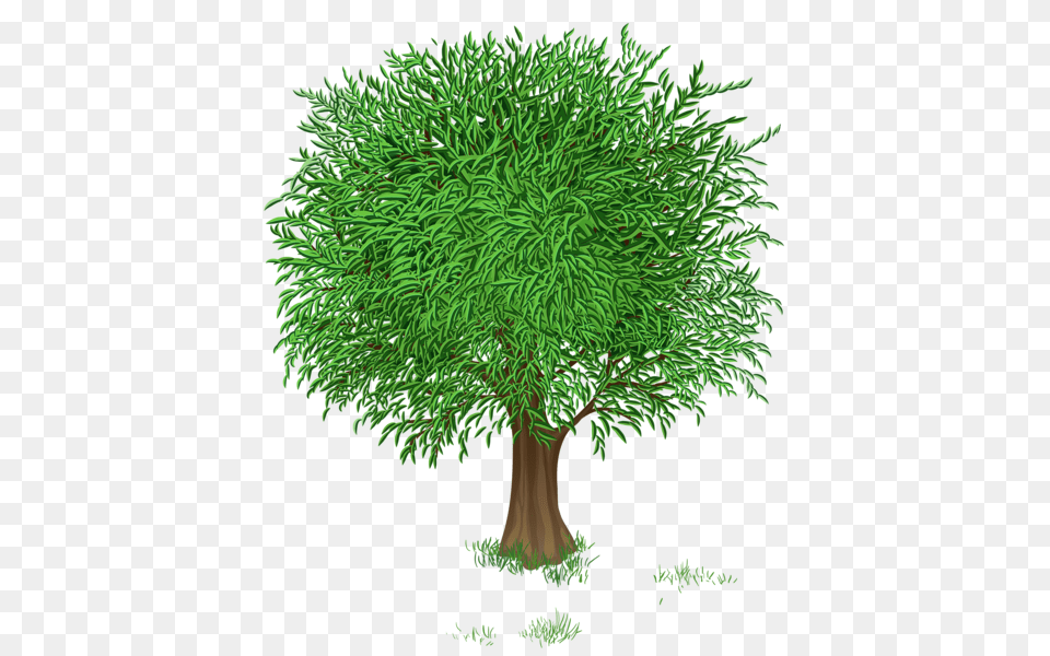 Tree, Conifer, Grass, Green, Plant Free Transparent Png