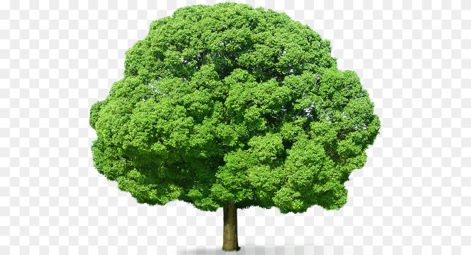 Tree, Maple, Oak, Plant, Sycamore Png Image