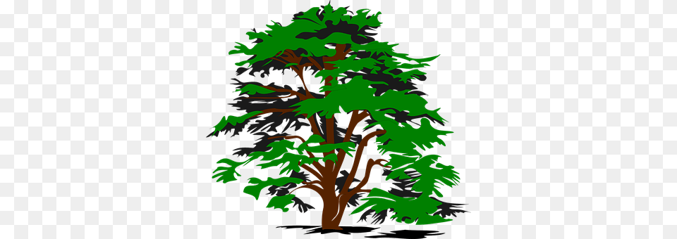 Tree Green, Plant, Conifer, Art Free Png Download