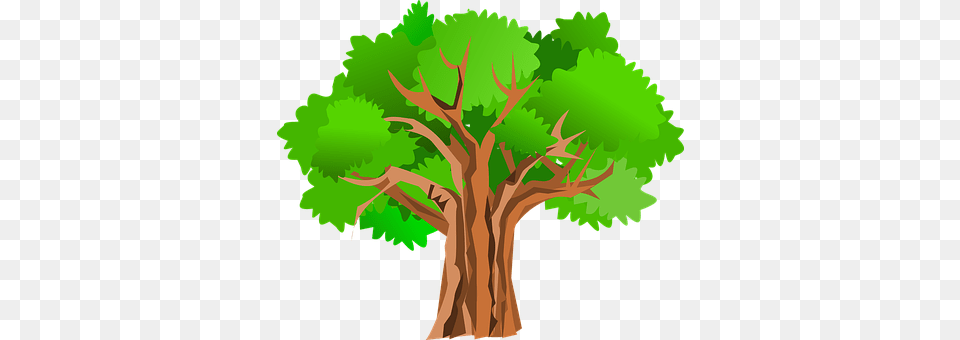 Tree Plant, Tree Trunk, Vegetation, Person Png