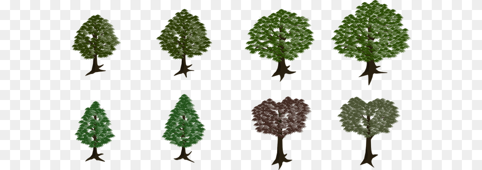 Tree Conifer, Plant, Vegetation Free Transparent Png