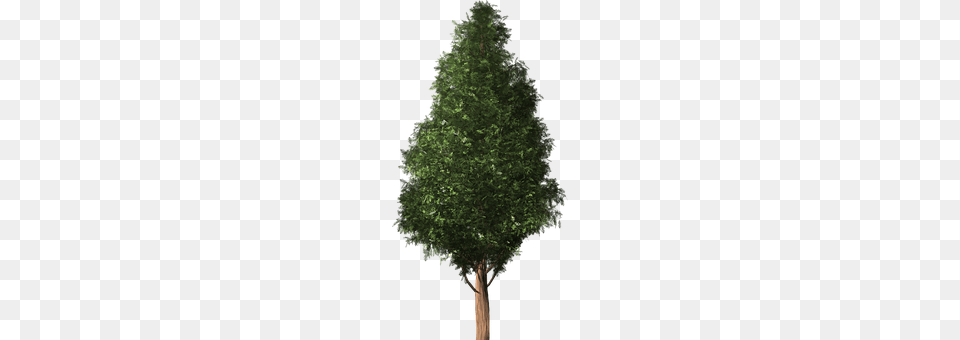 Tree Conifer, Plant, Fir, Tree Trunk Png