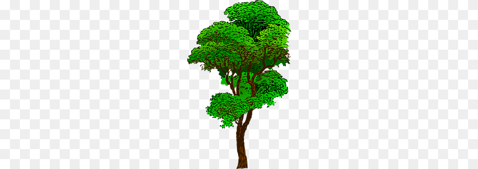 Tree Green, Plant, Vegetation, Oak Free Png Download