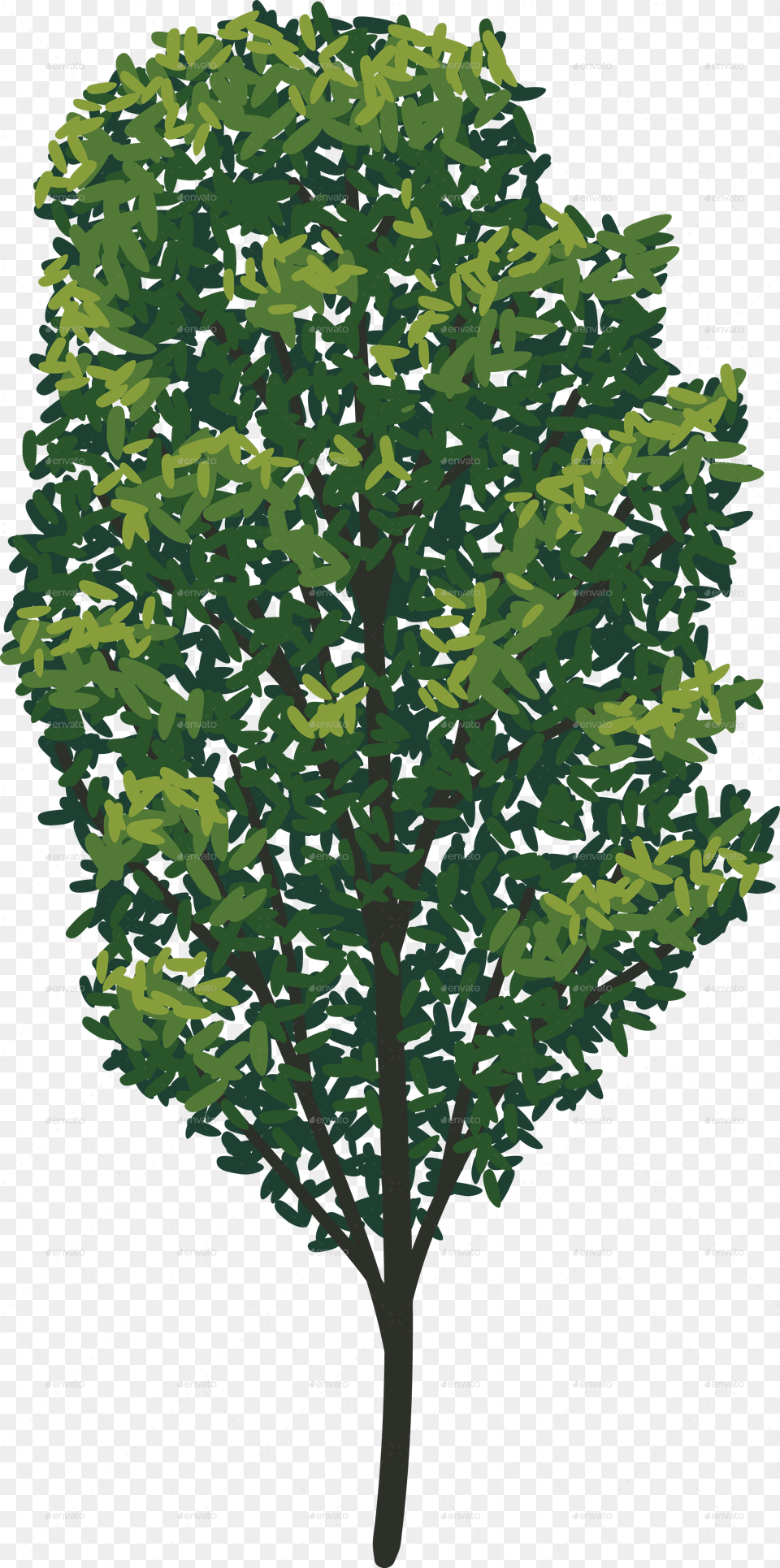 Tree 15 No Stroke American Holly, Plant, Green, Vegetation, Oak Free Transparent Png