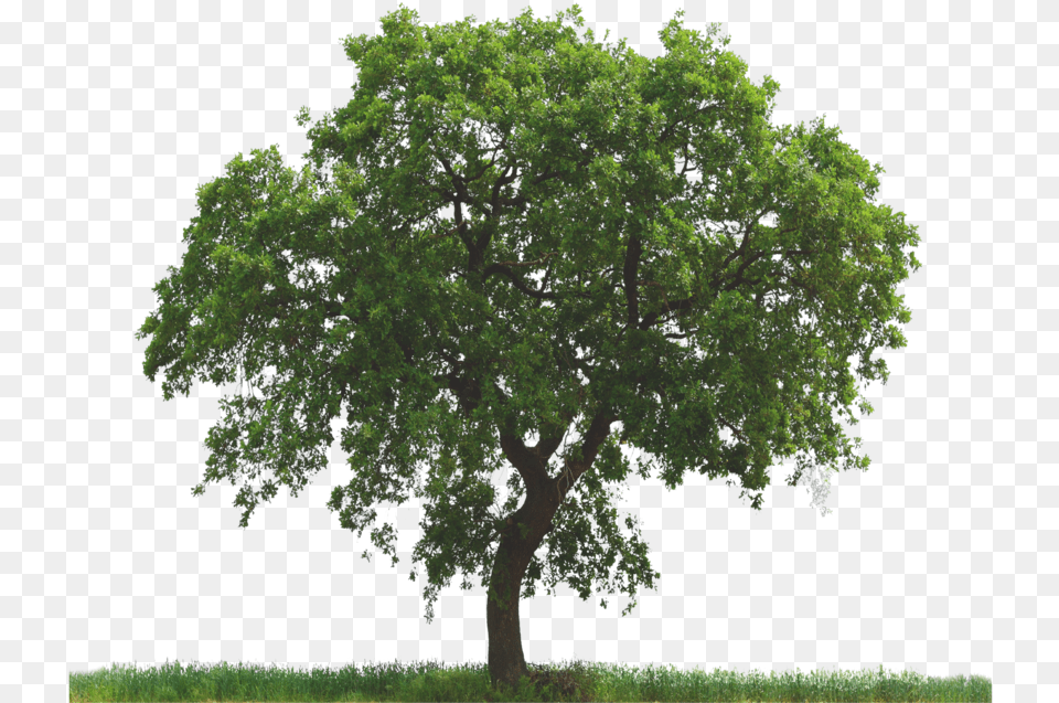 Tree, Oak, Plant, Sycamore, Tree Trunk Free Transparent Png