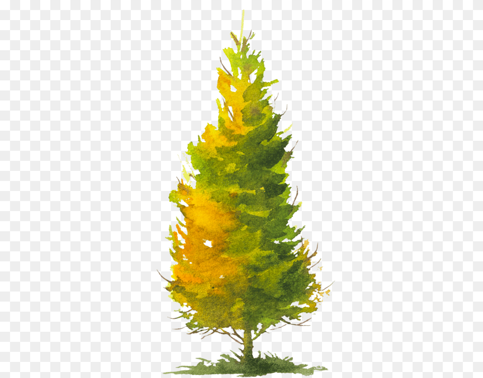 Tree, Plant, Conifer, Fir, Leaf Free Png Download