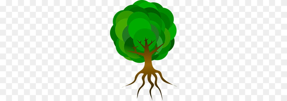 Tree Green, Plant, Root, Nature Png Image