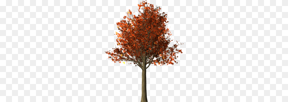 Tree Leaf, Maple, Plant Free Png