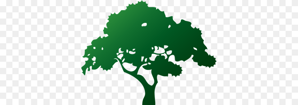 Tree Green, Oak, Plant, Sycamore Png Image