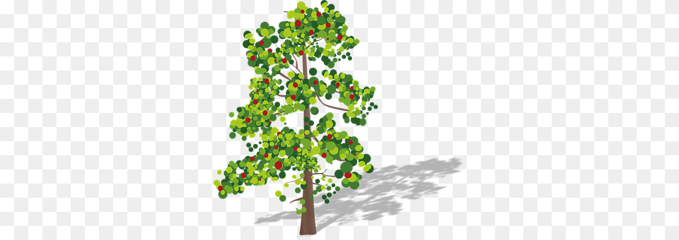 Tree Plant, Conifer, Oak, Sycamore Png Image