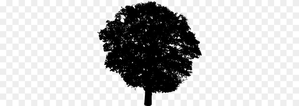 Tree Gray Free Png