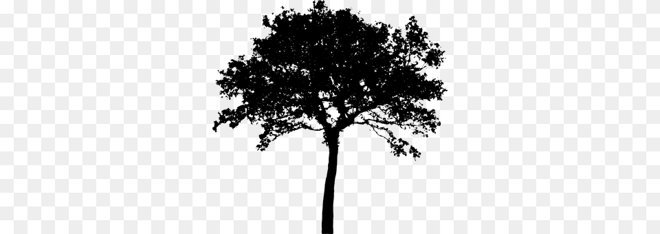 Tree Gray Png