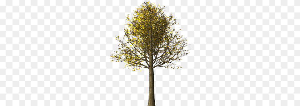 Tree Plant, Tree Trunk, Oak, Sycamore Free Transparent Png