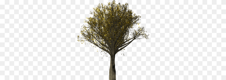 Tree Plant, Tree Trunk, Vegetation Free Png