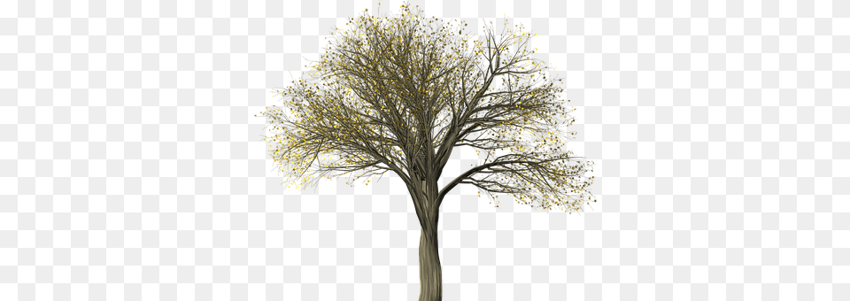 Tree Plant, Tree Trunk Free Png
