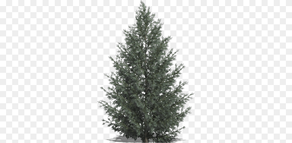 Tree 16 Christmas Tree, Conifer, Fir, Pine, Plant Free Png Download