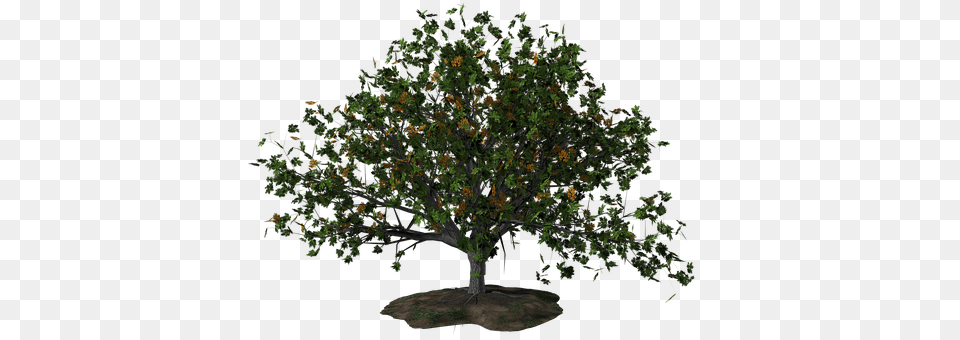 Tree Oak, Plant, Potted Plant, Sycamore Png Image