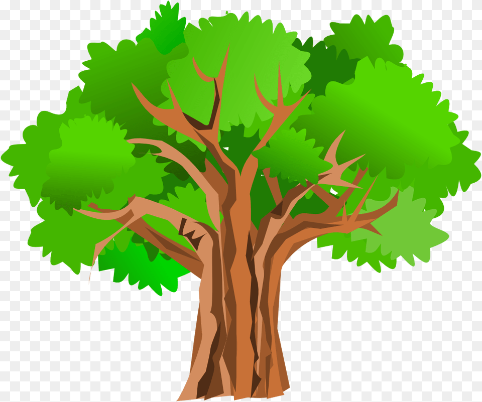 Tree, Plant, Tree Trunk, Oak, Sycamore Png