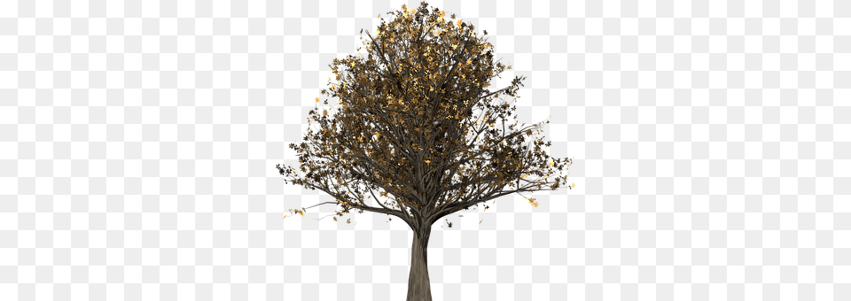 Tree Plant, Oak, Sycamore, Tree Trunk Free Png