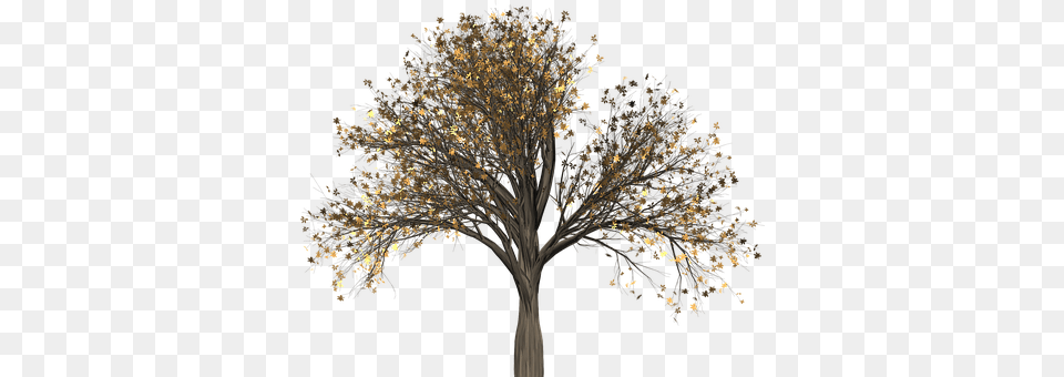 Tree Plant, Art, Pattern, Accessories Png Image