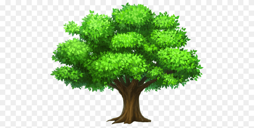 Tree, Green, Oak, Plant, Sycamore Free Png Download