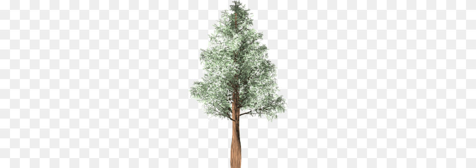 Tree Woodland, Vegetation, Grove, Land Png Image