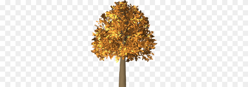 Tree Maple, Plant, Leaf, Tree Trunk Png