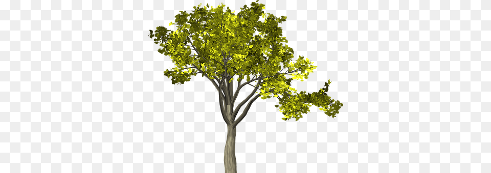 Tree Plant, Oak, Sycamore, Tree Trunk Free Transparent Png