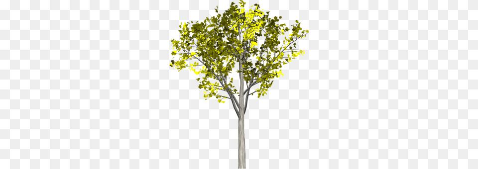 Tree Plant, Tree Trunk, Oak, Sycamore Free Png