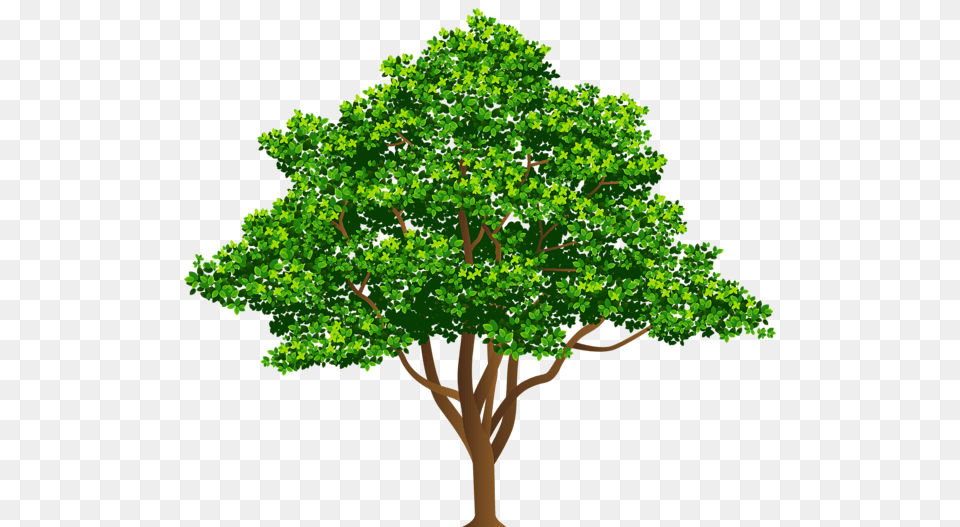 Tree, Oak, Plant, Sycamore, Green Png Image
