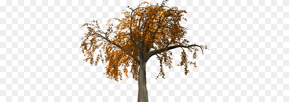 Tree Plant, Tree Trunk, Maple, Leaf Free Png Download