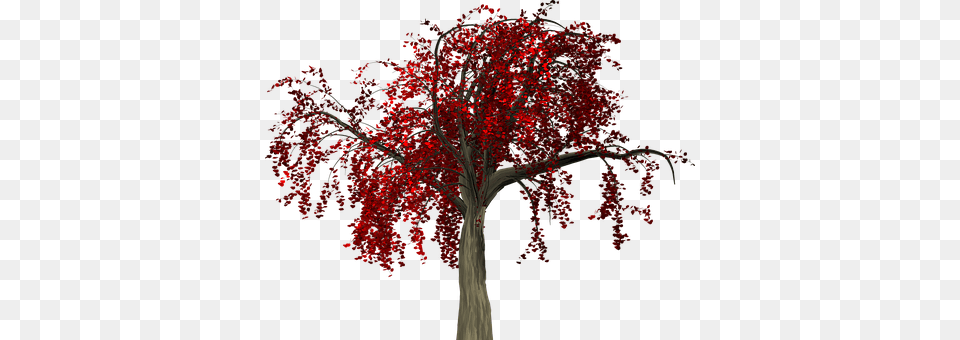 Tree Maple, Plant Png