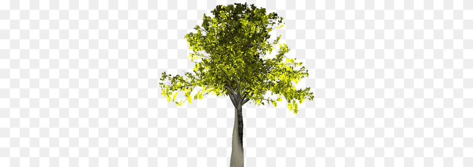 Tree Oak, Plant, Sycamore, Tree Trunk Png