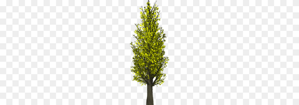 Tree Conifer, Plant, Tree Trunk, Oak Free Png Download